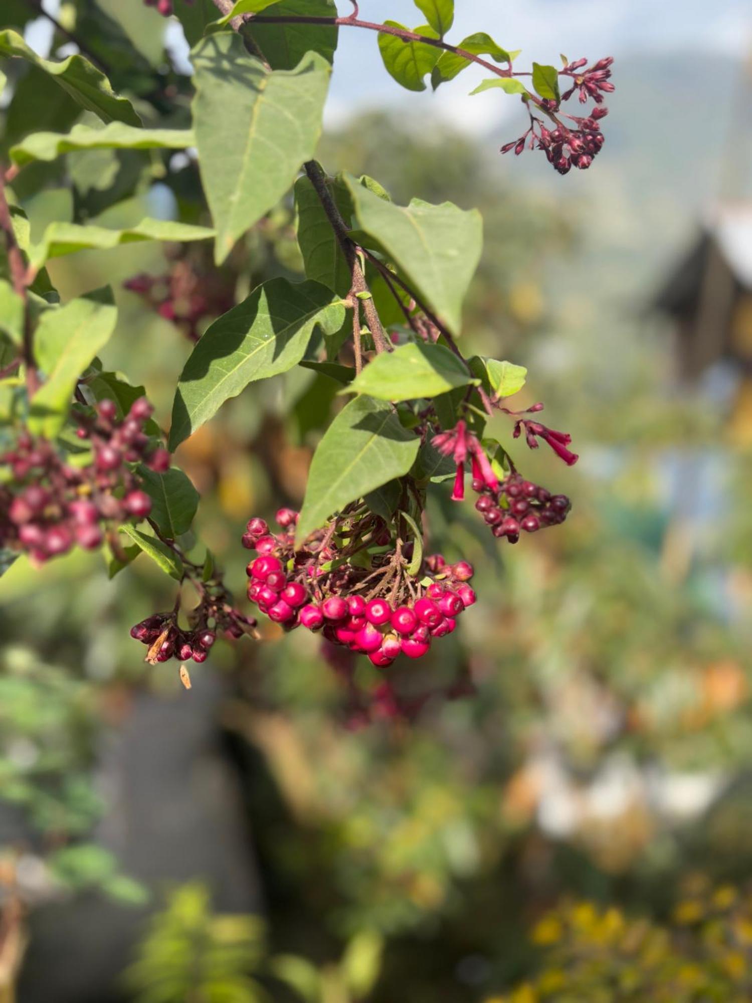 Apartament Odyssey'S Darap Eco Retreat Pelling Zewnętrze zdjęcie